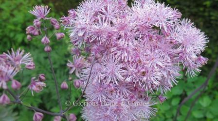 Thalictrum aquilegifolium