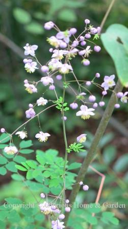 Thalictrum rochebrunianum