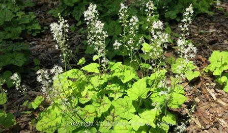 Tiarella cordifolia 'Running Tapestry'