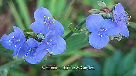 Tradescantia virginiana is the native species of spiderwort with purple-blue flowers and grows to about 20-30" tall.