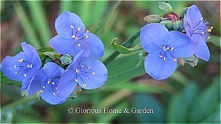 Tradescantia virginiana