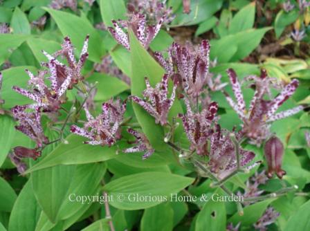 Tricyrtis hirta