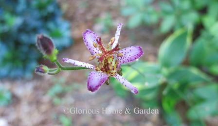 Tricyrtis formosana 'Samurai'