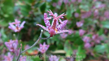 Tricyrtis macropoda