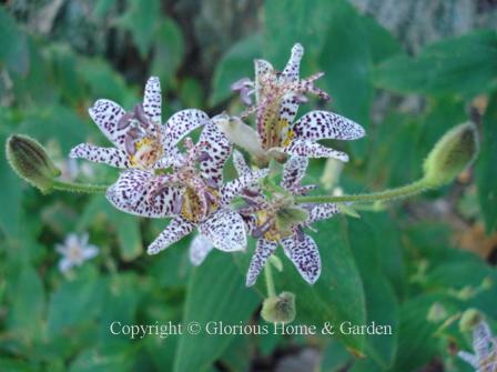 Tricyrtis formosana