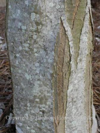 Acer buergerianum, trident maple