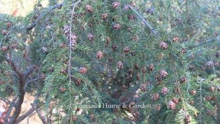 Tsuga canadensis 'Sargentii.'  ‘Sargentii’ is a weeping form of Canadian hemlock decorated in winter with small brown cones, often harvested for holiday decorations.