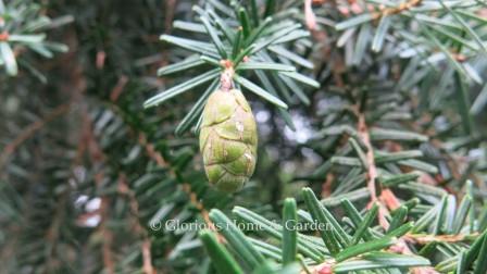 Tsuga sieboldii cone