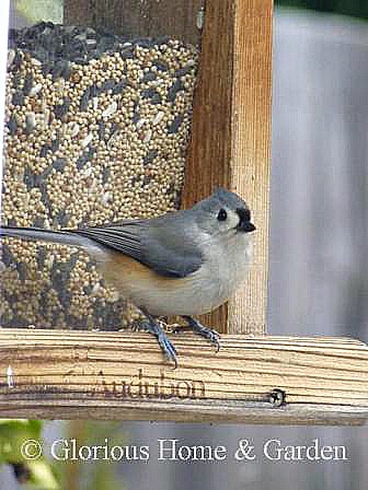 Tufted Titmouse