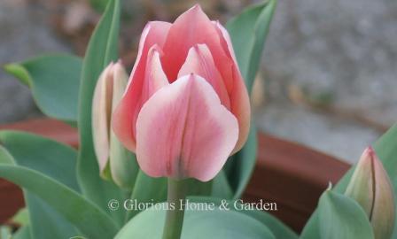 Tulipa Albert Heijn' is in the Division 13 Fosteriana class.  It is a lovely pink with a small green line on the center of the petals.