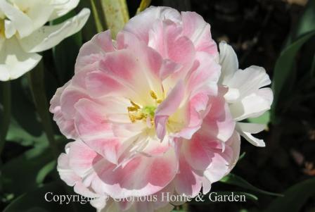 Tulip 'Angelique' is in the Division 11 Double Late class.  Beloved around the world, 'Angelique' is a soft rose with lighter edges--and scented, too!