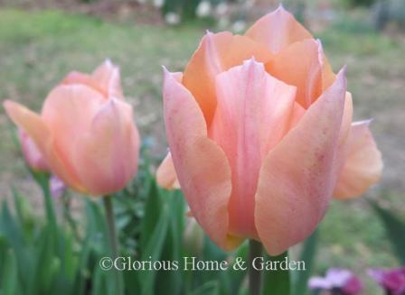 Tulipa 'Apricot Beauty' is and example of the Division 1 Single Early class.  It is a gorgeous soft apricot pink flushed with rose.