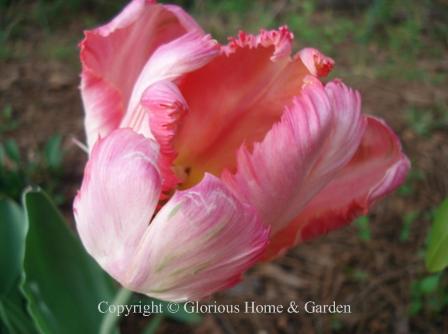 Tulipa 'Apricot Parrot' is in the Division 10  Parrot Tulip class.  It is large with colors of apricot, yellow, cream and green.