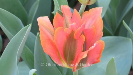Tulipa 'Artist' is a Viridiflora tulip in salmon-pink with green flames.