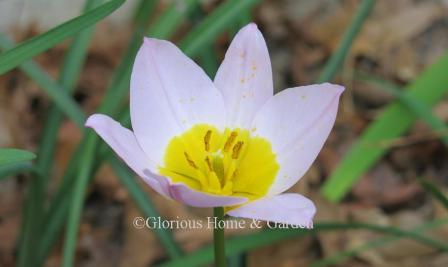 Tulipa saxatilis 'Lilac Wonder' is a hybrid of Tulipa saxatilis and is also categorized in the Division 15 Species group.  It also has lilac petals with a deep yellow center.