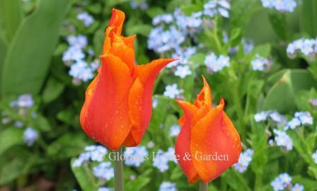 Tulipa 'Ballerina' is an example of the Division 6, Lily-Flowered class.  'Ballerina' is a vibrant orange with flaring petals that are lighter at the edges.  Very popular, and said to return reliably each spring.