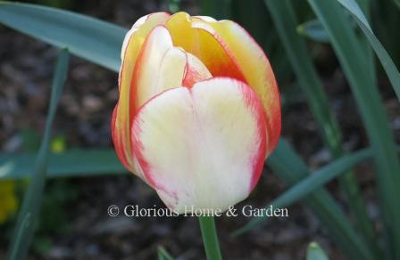 Tulipa 'Beauty of Spring' is an example of the Division 3 Darwin Hybrid class.  It opens yellow with a red edge and matures to a soft yellow w/red.