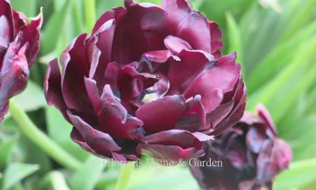 Tulipa 'Black Hero' is in the Division 11 Double Late class.  A sport of the beloved 'Queen of Night,' in the same deep blackish-purple.