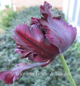 Tulipa 'Black Parrot' is in the Division 10 Parrot Tulip class.  It is very dark burgundy, almost black, often with bits of green.  Stunning, and great combined with other colors.