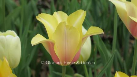 Tulipa 'Blushing Lady' is in the Division 5 Single Late class.  It is a soft yellow inflused with rose flushes.