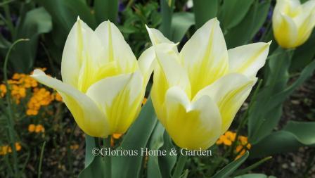 Tulip 'Budlight' is an example of the Division 6 Lily-Flowered class.  a cheerful combination of lemon-yellow with broad white edges makes this tulip a standout in the spring garden.