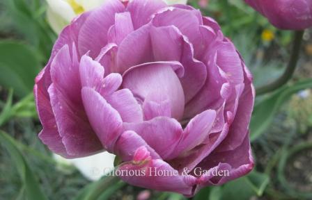 Tulipa 'Blue Diamond' is in the Division 11 Double Late class in  purple shading a little lighter at the edges.
