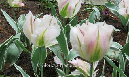 Tulipa 'China Town' is an example of the Division 8 Viridiflora class. It is white with soft pink flushes and green flames.