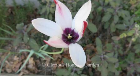 Tulipa clusiana, also called the lady tulip, is in the Division 15 Species class, with rose red exterior with white edges, and white interior with deep purple blotch at base.