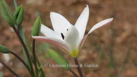 Tulipa clusiana 'Lady Jane' is striped like the species in white and red, but the center is yellow, not purple.