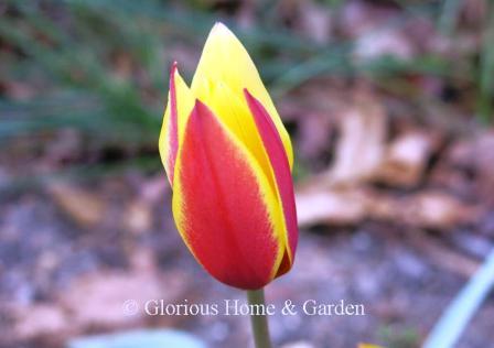 Tulipa clusiana var. chrysantha, also called the candlestick tulip, is i the Division 15 Species class.  It is bright yellow with exterior flushed red in the center with yellow edges.