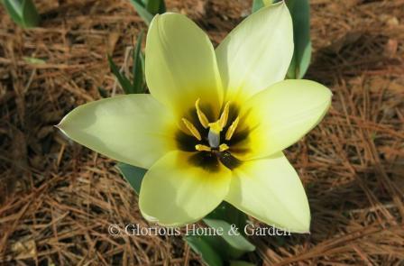 Tulipa 'Concerto' is in Division 13, the  Fosteriana class. They are white with pale yellow interiors and a draker yellow ring with a black base.