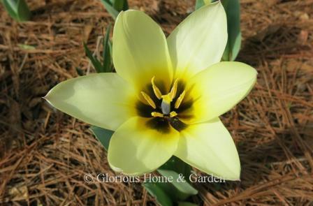 Tulipa greigii 'Concerto' is in the Division 14, Greigii class. It opens creamy and matures to white with a darker yellow center.