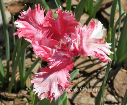 Tulipa 'Estella Rijnveld' is an example of the Division 10 Parrot class. A gorgeous tulip with red and white flames and sometimes a touch of green.