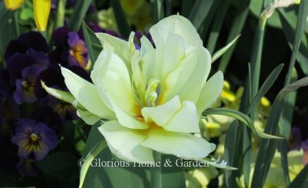 Tulipa 'Exotic Emperor' is in the Division 13 Fosteriana class.  It is white with green markings on the outer sepals and double.