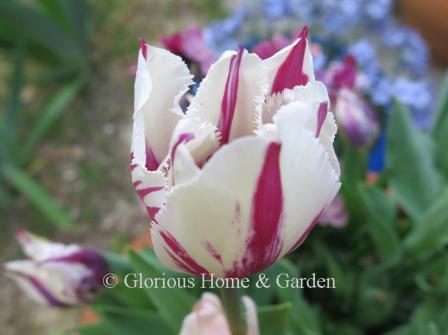 Tulipa 'Flaming Baltic' is an example of the Division 7 Fringed class.  Though not as fringed as some, 'Flaming Baltic' is nonetheless a knockout of pure white with deep raspberry flames.