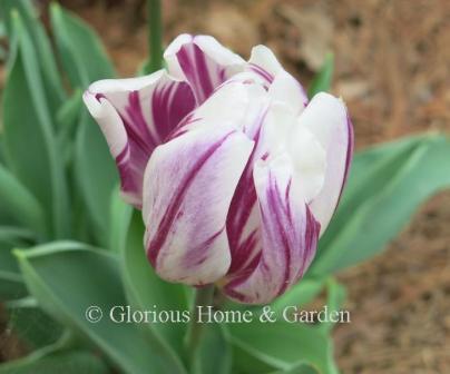 A Rembrandt look-alike, 'Flaming Flag,' a Triumph tulip (Division 3), with purple streaks and flames on white.
