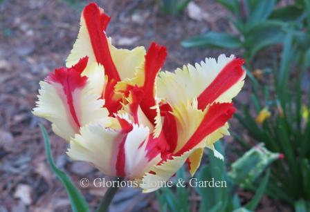 Tulipa 'Flaming Parrot' is in the Division 10 Parrot Tulip class.  It is a stunning combination of red and yellow with feathered edges.