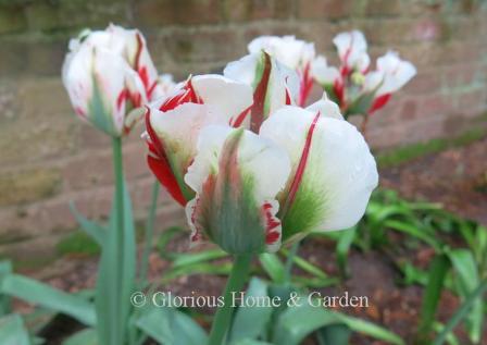 Tulipa 'Flaming Spring Green' is an example of the Division 8 Viridiflora class.  It is white with beautiful red and green markings.