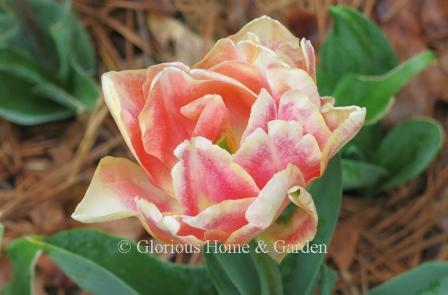 Tulipa 'Foxy Foxtrot' is an example of the Division 2 Early Double class. this color-changer opens yellow and then matures to a combination of orange, yellow and rose.