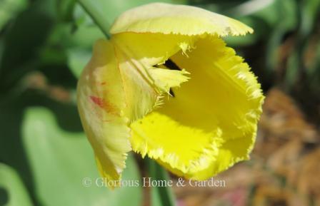 Tulipa 'Fringed Elegance' is an example of the Division 7 Fringed class.  Yellow with often a few red splashes and a black center, this tulip returned for me for several years.