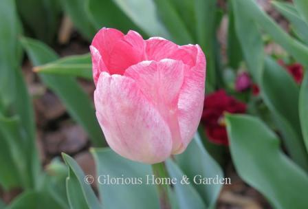 Tulipa 'Gander's Rhapsody' is an example of the Division 3 Triumph class.  It starts out pink with deeper pink edges and matures to a more uniform pale pink.