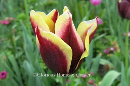 Tulipa 'Gavota' is an example of the  Division 3 Triumph class.  It is maroon/burgundy with yellow edges.