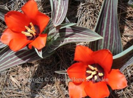 Tulipa greigii 'Red Riding Hood' is in the Division 14 Greigii class.  The red flowers open wide in the sun, and the striped foliage is attractive, too.