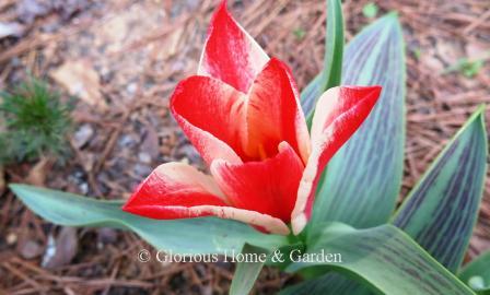 Tulipa greigii 'Pinocchio' is in the Division 14 Greigii class.  The red and white flowers have a candy cane effect when closed, but open wide to reveal a dark heart. The foliage is striped as well.