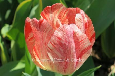 Tulipa 'Gudoshnik' is an example of the Division 4 Darwin Hybrid class.  The blooms are large and variable, each bloom is unique in solid tones or streaked with red, rose, yellow and orange.