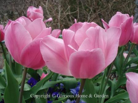 Tulipa 'Happy Family' is in a special group of multi-flowering tulips.  Some call it Division 16, but they can actually be from several different divisions. 'Happy Family' has rose pink blooms.