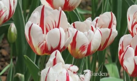 Tulipa 'Happy Generation' is an example of the Division 3 Triumph class. It is white with red flames and a yellow center.