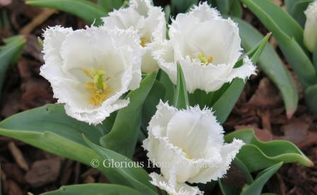 Tulipa 'Honeymoon' is an example of the Division 7 Fringed class.  Pure white with a heavy crystalline fringe.