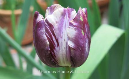 Tulipa 'Insulinde' is an example of the Division 9 Rembrandt class. 'Insulinde' has a white ground streaked and flamed with purple.  Fascinating how the patterns are different on all sides.