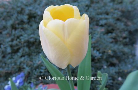 Tulipa 'Ivory Floradale' is an example of the Division 4 Darwin Hybrid class.  Also known as 'Cream Jewel,' it is a very soft creamy yellow maturing to white.
